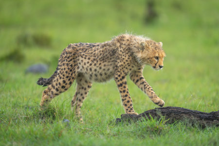 Cheetah cub walks on log lifting forepawの写真素材