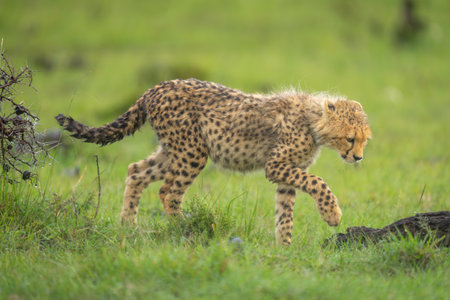 Cheetah cub walks towards log lifting forepawの写真素材
