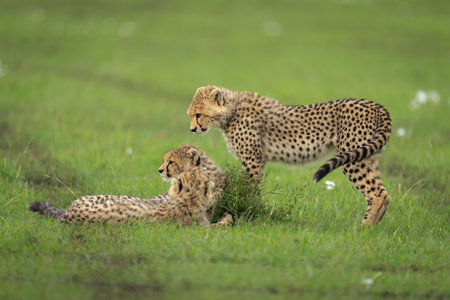 Cheetah cub stands over one lying down