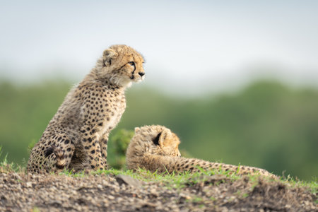Cheetah cubs sitting and lying on bankの写真素材