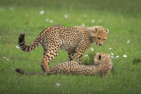 Cheetah cub stands over sibling in grassの写真素材