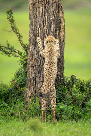 Cheetah cub starts to climb tree trunkの写真素材