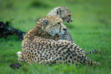 Cheetah lies with cub on short grassの写真素材
