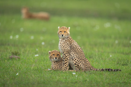 Cheetah cubs lie and sit near motherの写真素材
