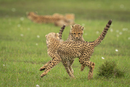 Cheetah cubs play near mother in grassの写真素材