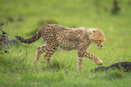 Cheetah cub walks towards log lifting pawの写真素材