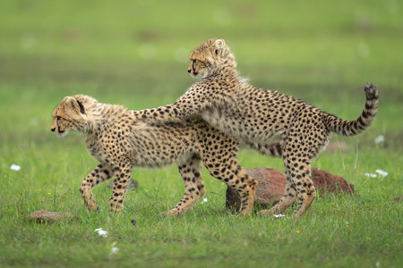 Cheetah cub stands leaning on another walking