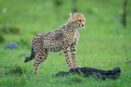 Cheetah cub stands leaning on dead branchの写真素材