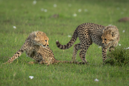 Cheetah cubs watch each other on grassの写真素材