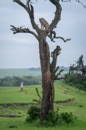 Cheetah cub sitting in tree looks downの写真素材