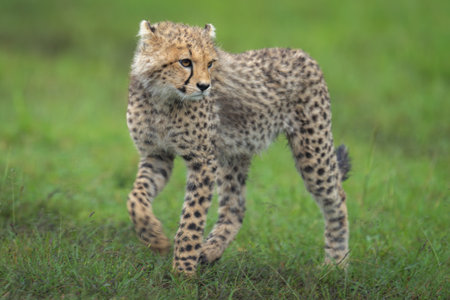 Cheetah cub walks across grassland lifting forepawの写真素材
