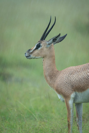 Close-up of Grant gazelle stood in rainの写真素材