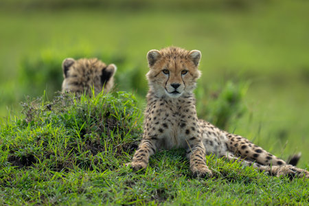 Close-up of cheetah cubs lying on moundの写真素材