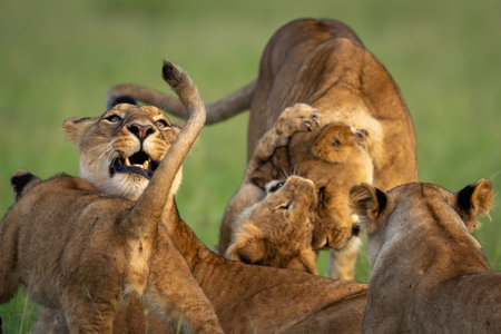 Close-up of lionesses play fighting with cubsの写真素材
