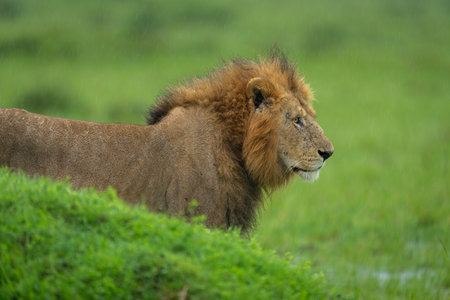Close-up of male lion standing behind moundの写真素材