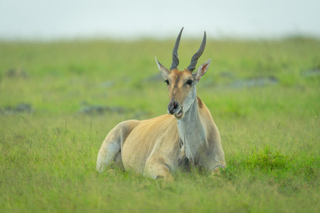 Common eland lies chewing grass in savannahの写真素材