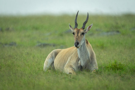 Common eland lies in rain on savannahの写真素材