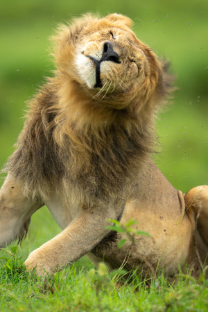 Close-up of male lion shaking head seatedの写真素材