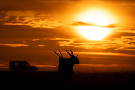 Common elands and jeep silhouetted at sunsetの写真素材