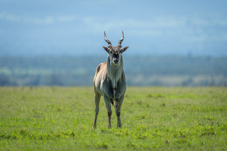 Common eland stands on grass in sunshineの写真素材