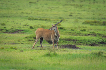Common eland stands turning head in savannahの写真素材