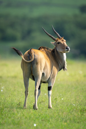 Common eland stands turning head towards cameraの写真素材