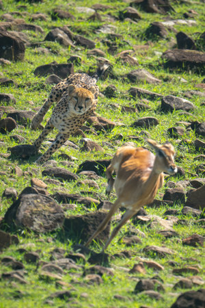 Female cheetah hunting female impala over rocksの写真素材