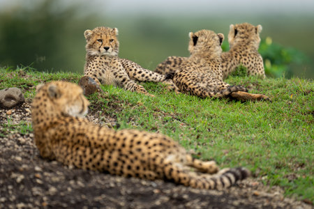 Female cheetah lies with cubs on bankの写真素材