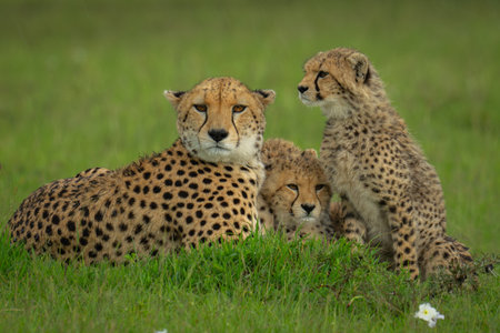 Female cheetah lies on grass with cubsの写真素材