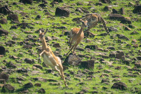 Female cheetah chases two female common impalasの写真素材