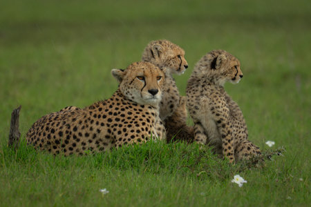 Female cheetah lies on grassland with cubsの写真素材