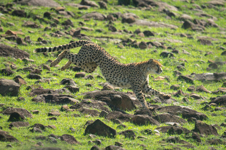 Female cheetah jumps rocks on grassy hillsideの写真素材