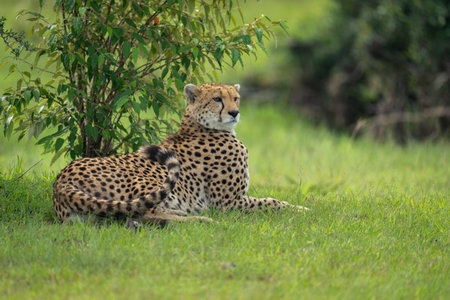 Female cheetah lies beneath bush curling tailの写真素材