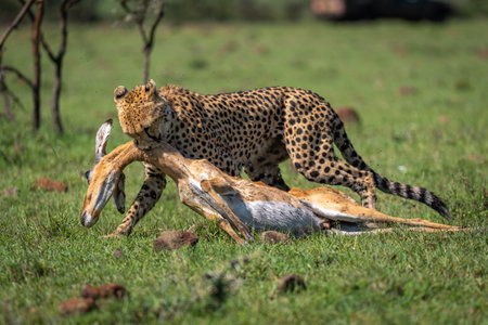 Female cheetah drags impala carcase by neckの写真素材