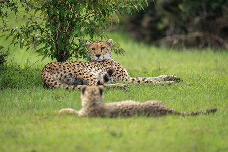 Female cheetah lies under bush watching cubの写真素材