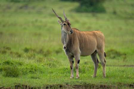 Common eland stands turning head on grassの写真素材