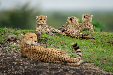 Female cheetah lies near cubs on ridgeの写真素材