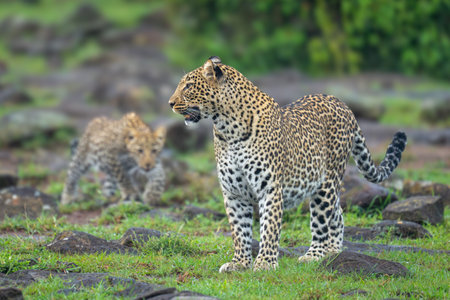 Cub stalks leopard from behind amongst rocksの写真素材