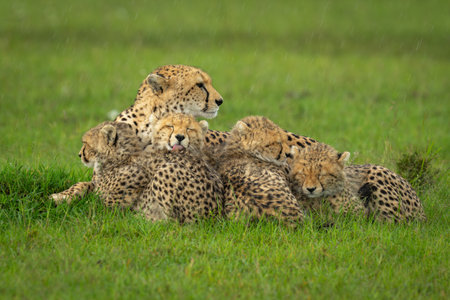 Female cheetah and cubs lie in rainの写真素材