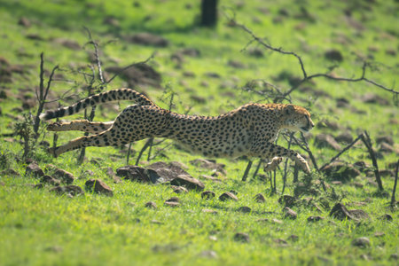 Female cheetah races past thornbushes down slopeの写真素材