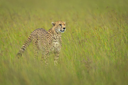 Female cheetah stands in grass with catchlight
