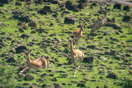 Female cheetah running after three female impalasの写真素材