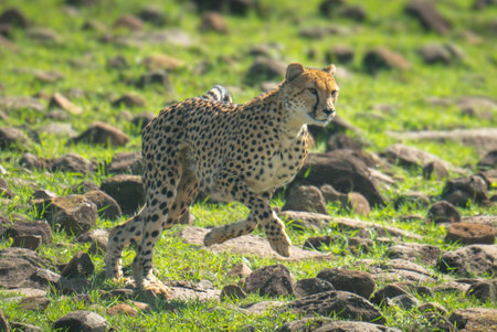 Female cheetah running down hillside over rocksの写真素材