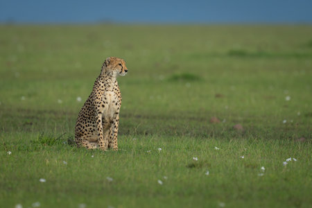 Female cheetah sat on grass turning headの写真素材