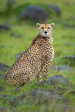 Female cheetah sits turning to face camera