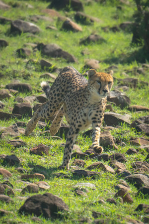 Female cheetah runs over rocks down slopeの写真素材