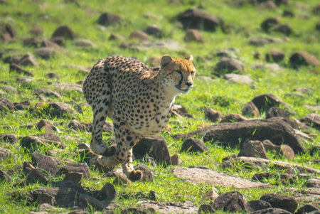 Female cheetah sprinting down hillside over rocksの写真素材