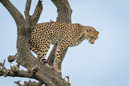 Female cheetah stands in tree staring downの写真素材