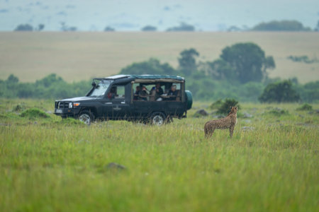 Female cheetah stands in grass near truckの写真素材