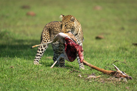 Female leopard stands holding Thomson gazelle carcaseの写真素材